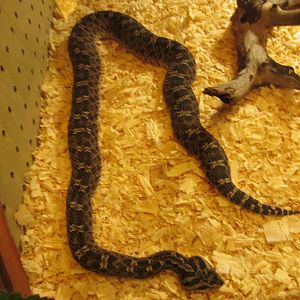 patagonian pit viper serpentario mendoza