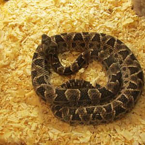 neuwieldi pit viper serpentario mendoza