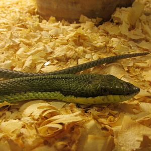 baron?s green racer serpentario mendoza