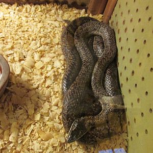 mousehole snake serpentario mendoza