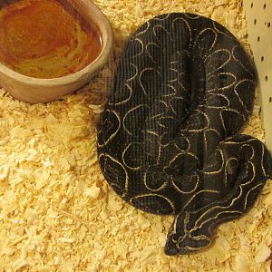 crossed pit viper serpentario mendoza