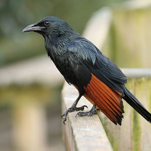 Red-winged Starling (Onychognathus morio)