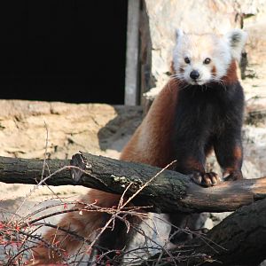 Red panda