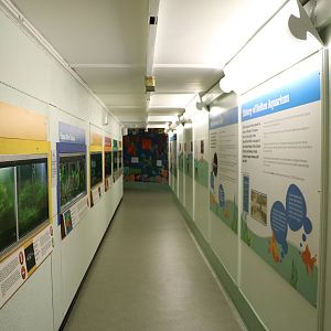 Aquarium - Bolton Museum, September 2015