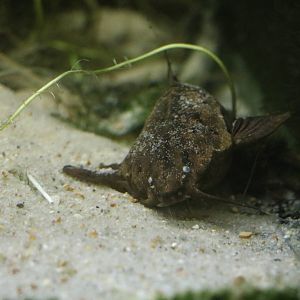 Banjo catfish - Bolton Museum, September 2015