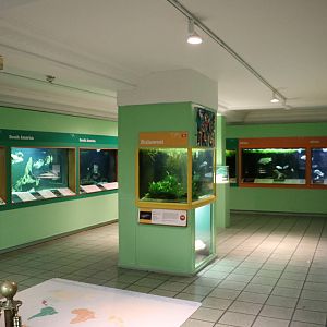 Larger fish hall - Bolton Museum, September 2015