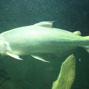 Amazon trout - Bolton Museum, September 2015