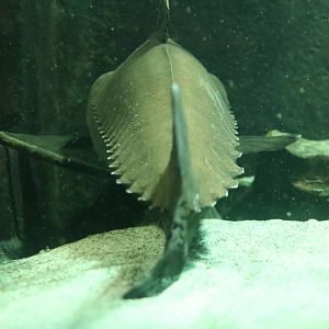 Ripsaw catfish - Bolton Museum, September 2015