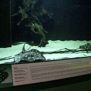 Henle's spotted rays - Bolton Museum, September 2015