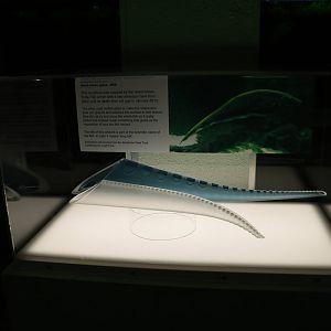 Knifefish sculpture - Bolton Museum, September 2015