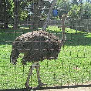 Ostrich