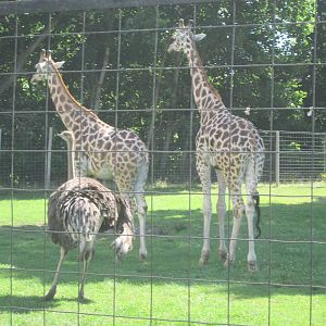 Rothschild's Giraffes and Ostrich