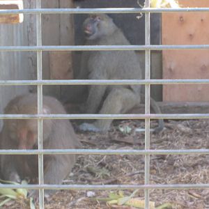 Olive and Hamadryas Baboons