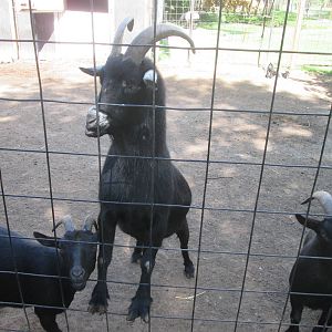 Dwarf Goat