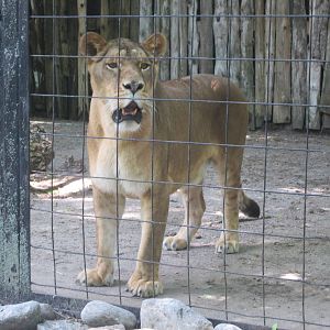 African Lion