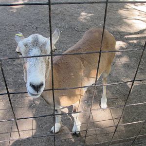 Mouflon Ewe