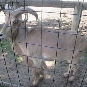 Auodad (zebra in background)