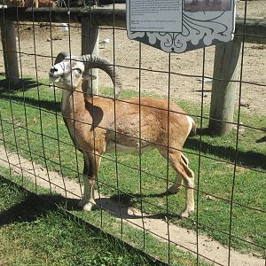 Mouflon Ram