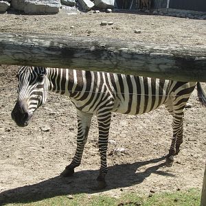 Grant's Zebra