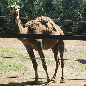 Dromedary Camel
