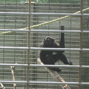 Agile Gibbon?