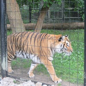 Tiger (Not sure of Subspecies)