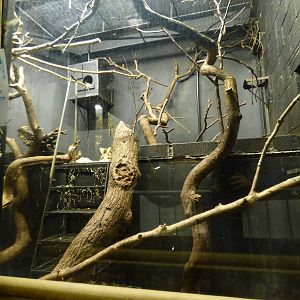 Nocturnal House, Aye-Aye Enclosure