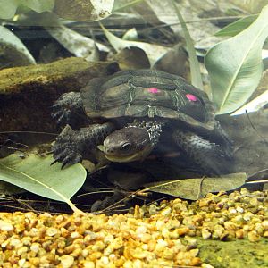 Pseudemydura umbrina