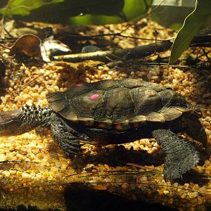 Pseudemydura umbrina