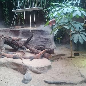 Enclosure Komodo dragon
