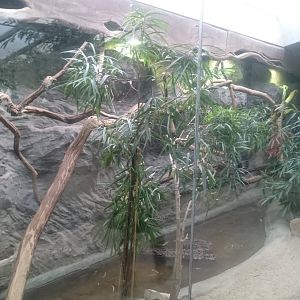 Enclosure smaller Komodo dragons