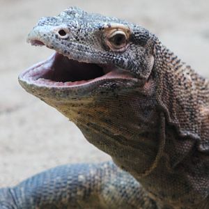 Komodo dragon