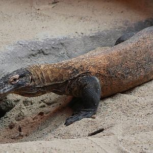 Komodo dragon