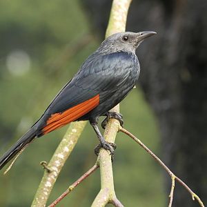 Red-winged Starling (Onychognathus morio)
