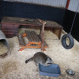 Raccoon enclosure - Windmill Animal Farm, November 2015