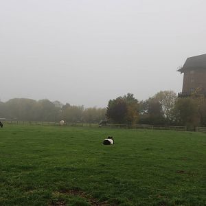 The windmill - Windmill Animal Farm, November 2015