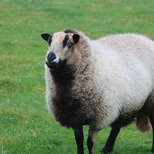 Badger-faced sheep - Windmill Animal Farm, November 2015