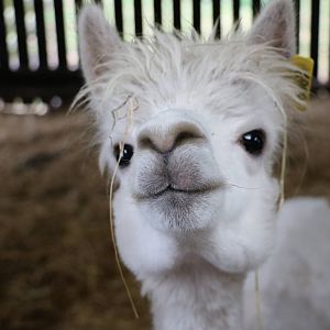 Alpaca - Windmill Animal Farm, November 2015
