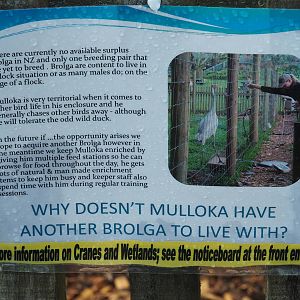 Brooklands Zoo - Brolga Sign