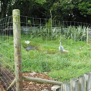 Brooklands Zoo - Brolga Enclosure