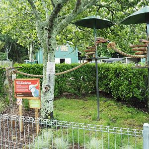Brooklands Zoo - Cockatoo Exhibit