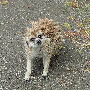 Pouakai Zoo - Meerkat