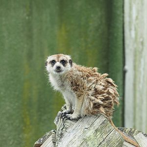 Pouakai Zoo - Meerkat