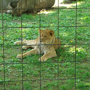 Bowmanville zoo-May 2015