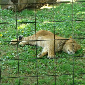 Bowmanville zoo-May 2015