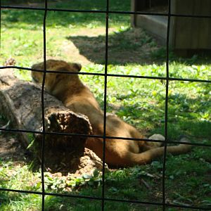 Bowmanville zoo-May 2015