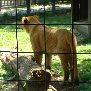 Bowmanville zoo-May 2015