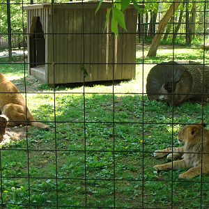Bowmanville zoo-May 2015