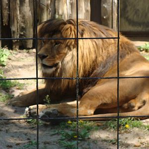 African Lion