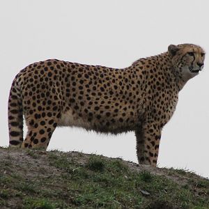 Cheetah